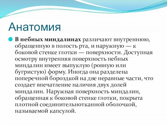 Анатомия В небных миндалинах различают внутреннюю, обращенную в полость рта, и наружную