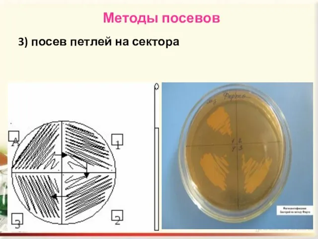 Методы посевов 3) посев петлей на сектора