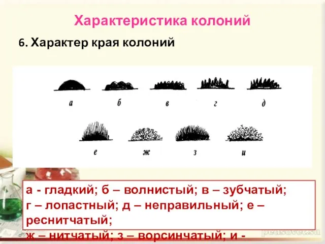 Характеристика колоний 6. Характер края колоний а - гладкий; б – волнистый;