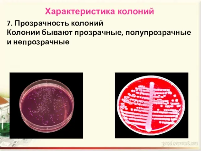 Характеристика колоний 7. Прозрачность колоний Колонии бывают прозрачные, полупрозрачные и непрозрачные.