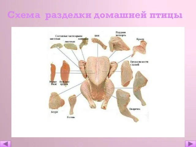 Схема разделки домашней птицы