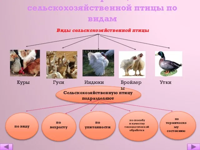 Классификация сельскохозяйственной птицы по видам Виды сельскохозяйственной птицы Куры Гуси Индюки Бройлеры