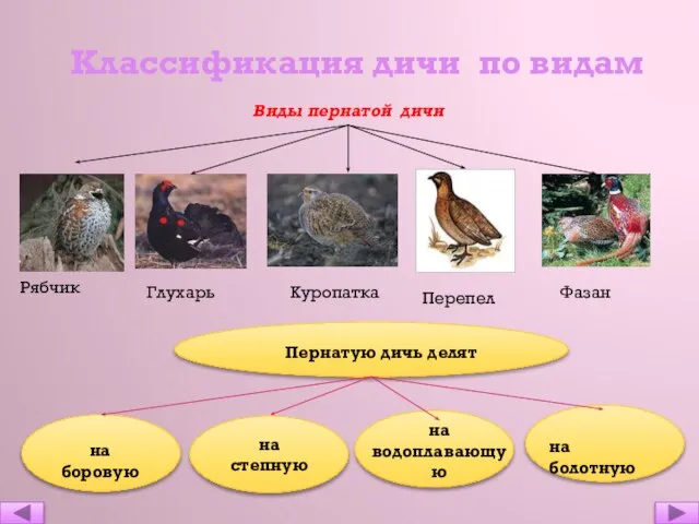 Классификация дичи по видам Виды пернатой дичи Глухарь Рябчик Перепел Фазан Куропатка