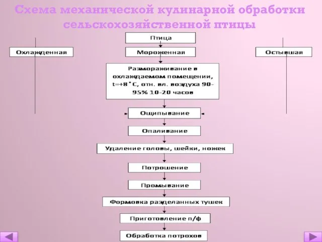 Схема механической кулинарной обработки сельскохозяйственной птицы