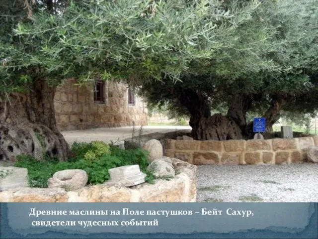Древние маслины на Поле пастушков – Бейт Сахур, свидетели чудесных событий
