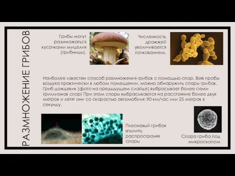 РАЗМНОЖЕНИЕ ГРИБОВ Спора гриба под микроскопом Наиболее известен способ размножения грибов с