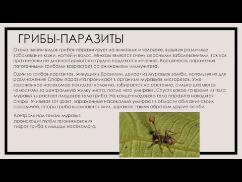 ГРИБЫ-ПАРАЗИТЫ Около тысячи видов грибов паразитирует на животных и человеке, вызывая различные