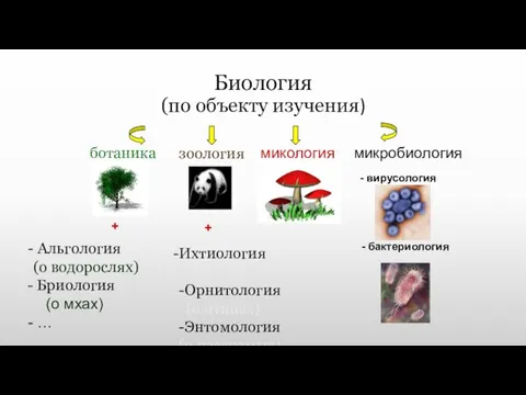 Биология (по объекту изучения) ботаника зоология микология микробиология - вирусология - бактериология