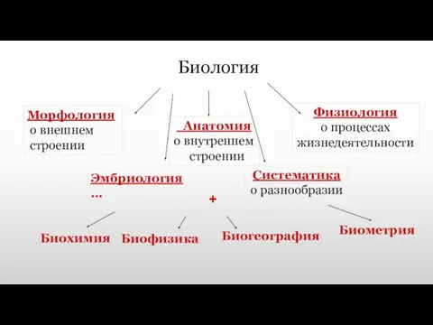 Биология Анатомия о внутреннем строении Морфология о внешнем строении Физиология о процессах