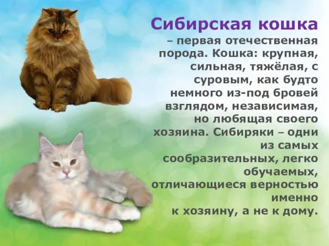 Сибирская кошка – первая отечественная порода. Кошка: крупная, сильная, тяжёлая, с суровым,