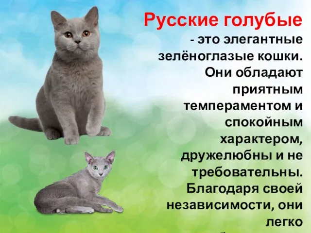 Русские голубые - это элегантные зелёноглазые кошки. Они обладают приятным темпераментом и