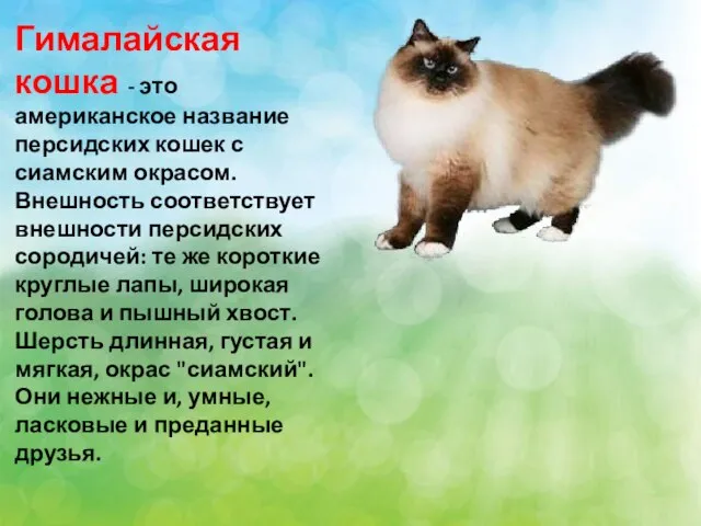 Гималайская кошка - это американское название персидских кошек с сиамским окрасом. Внешность