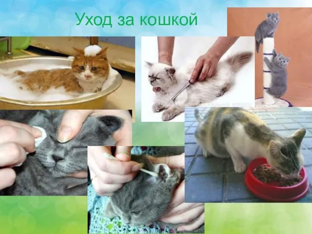 Уход за кошкой