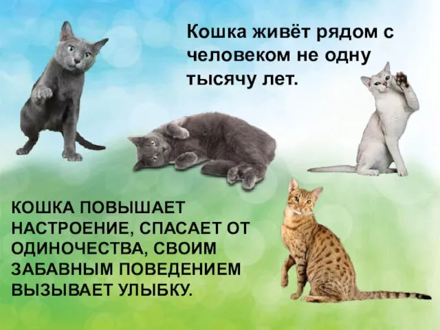 Кошка живёт рядом с человеком не одну тысячу лет. КОШКА ПОВЫШАЕТ НАСТРОЕНИЕ,