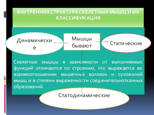 ВНУТРЕННЯЯ СТРУКТУРА СКЕЛЕТНЫХ МЫШЦ И ИХ КЛАССИФИКАЦИЯ Скелетные мышцы в зависимости от