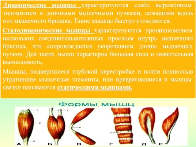 Динамические мышцы характеризуются слабо выраженным эндомизием и длинными мышечными пучками, лежащими вдоль