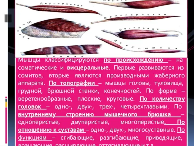 Мышцы классифицируются по происхождению – на соматические и висцеральные. Первые развиваются из