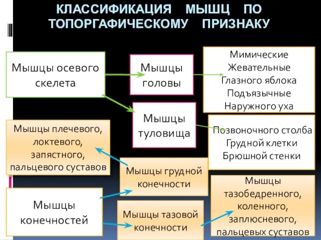 КЛАССИФИКАЦИЯ МЫШЦ ПО ТОПОРГАФИЧЕСКОМУ ПРИЗНАКУ Мышцы осевого скелета Мышцы головы Мышцы туловища