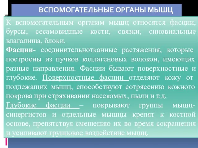 ВСПОМОГАТЕЛЬНЫЕ ОРГАНЫ МЫШЦ К вспомогательным органам мышц относятся фасции, бурсы, сесамовидные кости,