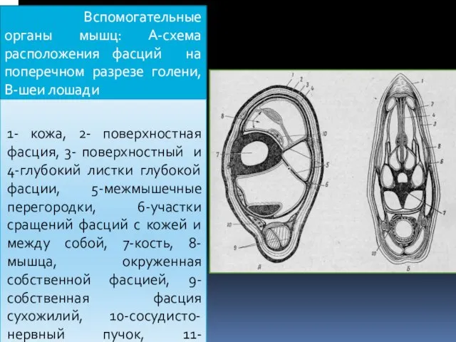 Вспомогательные органы мышц: А-схема расположения фасций на поперечном разрезе голени, В-шеи лошади