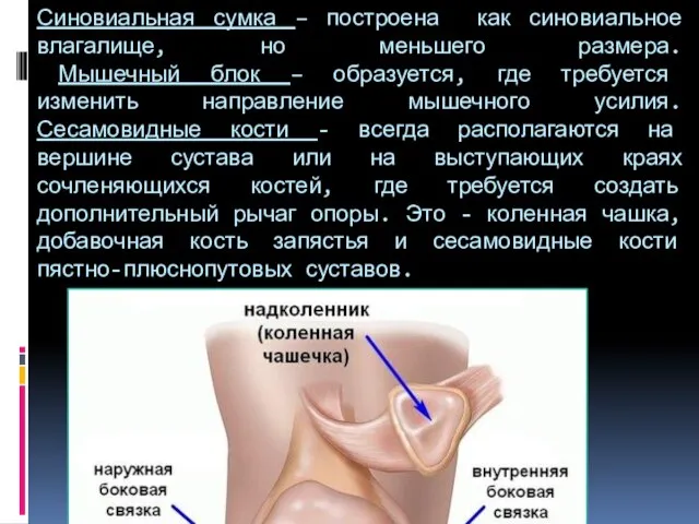 Синовиальная сумка – построена как синовиальное влагалище, но меньшего размера. Мышечный блок