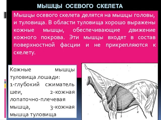 МЫШЦЫ ОСЕВОГО СКЕЛЕТА Мышцы осевого скелета делятся на мышцы головы, и туловища.