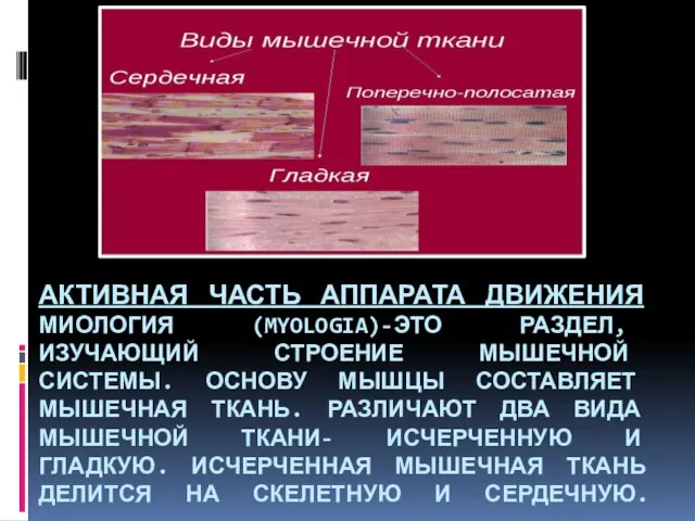 АКТИВНАЯ ЧАСТЬ АППАРАТА ДВИЖЕНИЯ МИОЛОГИЯ (MYOLOGIA)-ЭТО РАЗДЕЛ, ИЗУЧАЮЩИЙ СТРОЕНИЕ МЫШЕЧНОЙ СИСТЕМЫ. ОСНОВУ