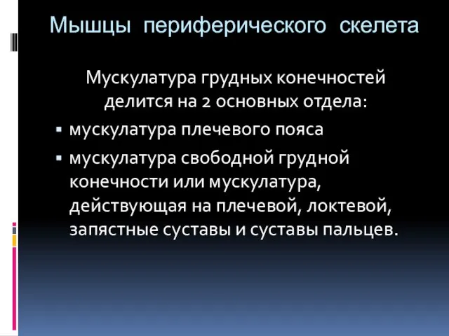 Мышцы периферического скелета Мускулатура грудных конечностей делится на 2 основных отдела: мускулатура