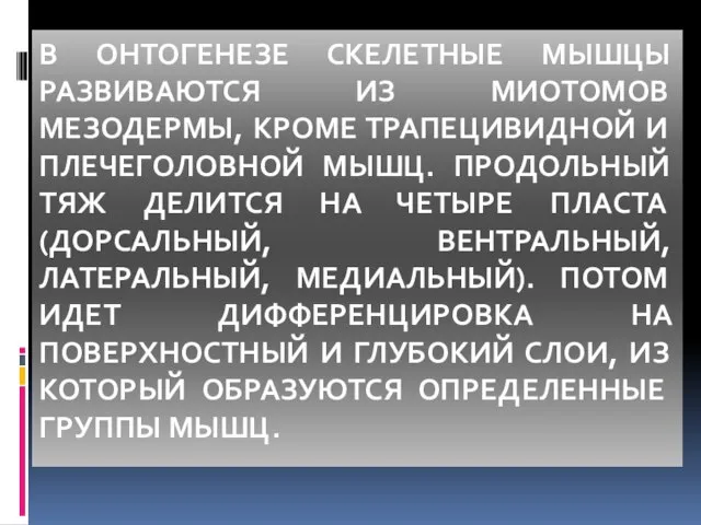 В ОНТОГЕНЕЗЕ СКЕЛЕТНЫЕ МЫШЦЫ РАЗВИВАЮТСЯ ИЗ МИОТОМОВ МЕЗОДЕРМЫ, КРОМЕ ТРАПЕЦИВИДНОЙ И ПЛЕЧЕГОЛОВНОЙ