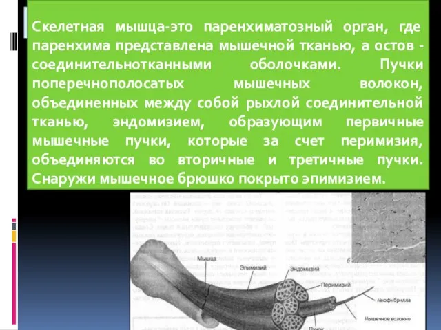 МЫШЦА КАК ОРГАН Скелетная мышца-это паренхиматозный орган, где паренхима представлена мышечной тканью,