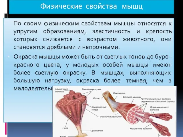 Физические свойства мышц По своим физическим свойствам мышцы относятся к упругим образованиям,