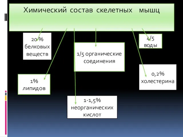 Химический состав скелетных мышц 4/5 воды 1/5 органические соединения 20 % белковых