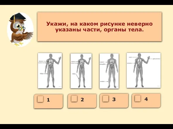2 3 4 1 Укажи, на каком рисунке неверно указаны части, органы тела.