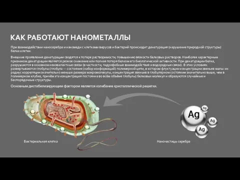 При взаимодействии наносеребра и наномеди с клетками вирусов и бактерий происходит денатурация