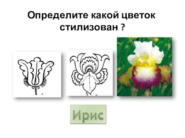 Определите какой цветок стилизован ?