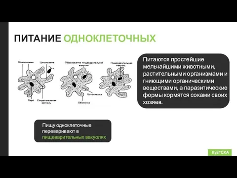 ПИТАНИЕ ОДНОКЛЕТОЧНЫХ Пищу одноклеточные переваривают в пищеварительных вакуолях КузГСХА