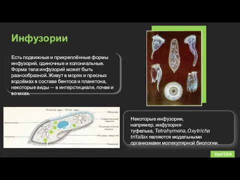 Инфузории КузГСХА Есть подвижные и прикреплённые формы инфузорий, одиночные и колониальные. Форма