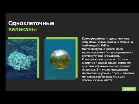 Одноклеточные великаны КузГСХА Ксенофиофоры — одноклеточные организмы, живущие на дне океана на