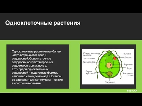 Одноклеточные растения КузГСХА Одноклеточные растения наиболее часто встречаются среди водорослей. Одноклеточные водоросли