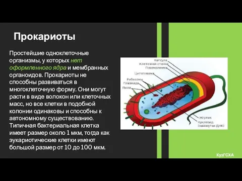 Прокариоты Простейшие одноклеточные организмы, у которых нет оформленного ядра и мембранных органоидов.