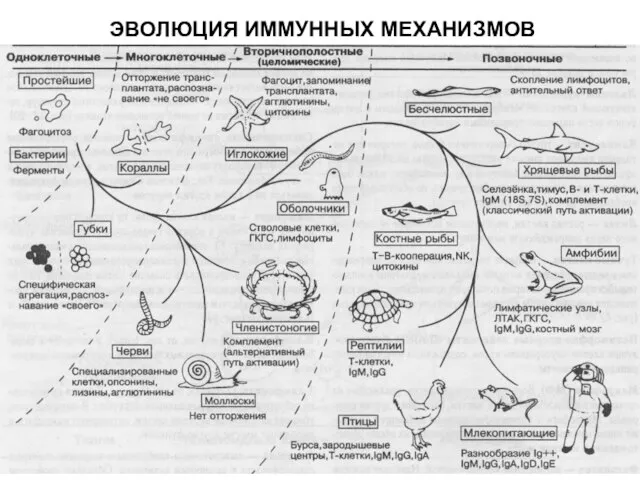 ЭВОЛЮЦИЯ ИММУННЫХ МЕХАНИЗМОВ