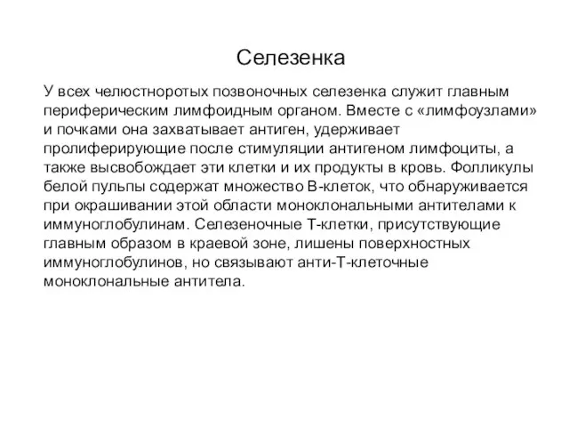 Селезенка У всех челюстноротых позвоночных селезенка служит главным периферическим лимфоидным органом. Вместе