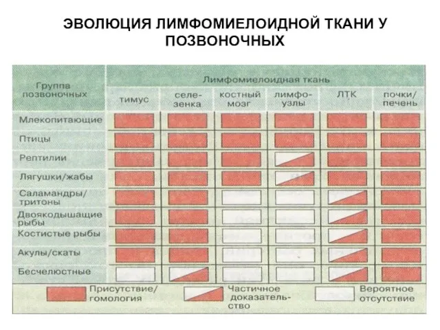 ЭВОЛЮЦИЯ ЛИМФОМИЕЛОИДНОЙ ТКАНИ У ПОЗВОНОЧНЫХ