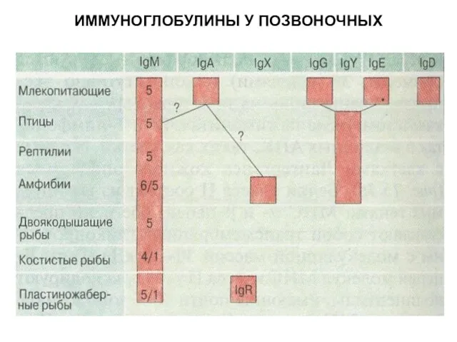 ИММУНОГЛОБУЛИНЫ У ПОЗВОНОЧНЫХ