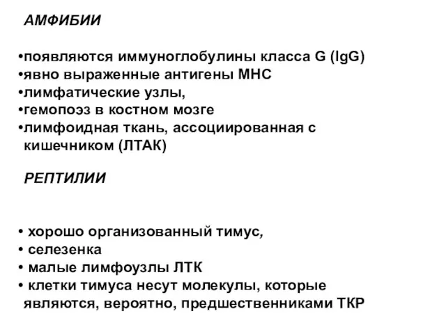 АМФИБИИ появляются иммуноглобулины класса G (IgG) явно выраженные антигены МНС лимфатические узлы,