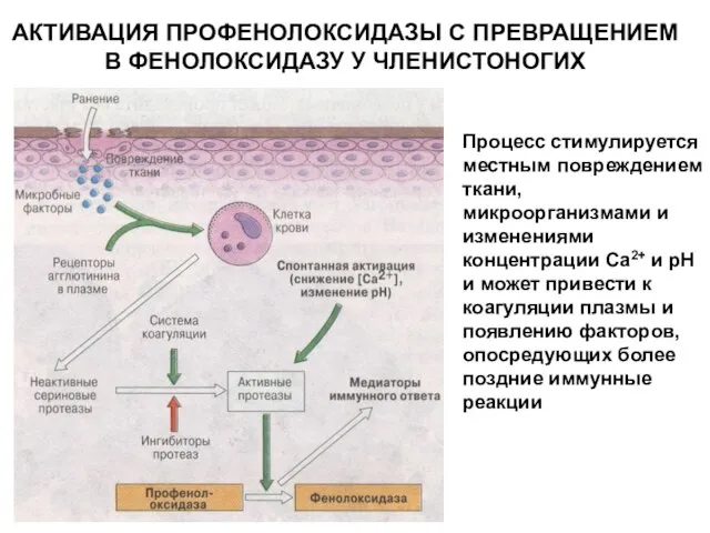 АКТИВАЦИЯ ПРОФЕНОЛОКСИДАЗЫ С ПРЕВРАЩЕНИЕМ В ФЕНОЛОКСИДАЗУ У ЧЛЕНИСТОНОГИХ Процесс стимулируется местным повреждением