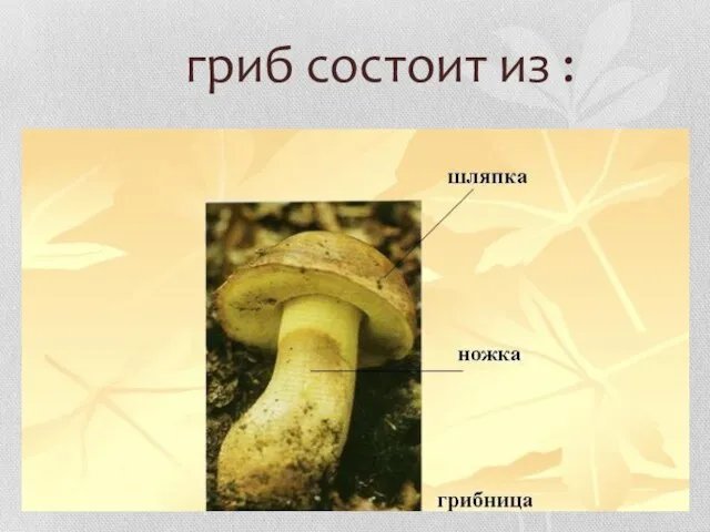 гриб состоит из :