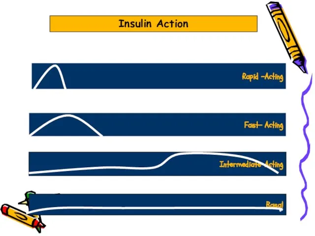 Rapid -Acting Fast- Acting Intermediate-Acting Basal Insulin Action