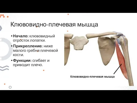 Клювовидно-плечевая мышца Начало: клювовидный отросток лопатки. Прикрепление: ниже малого гребня плечевой кости.