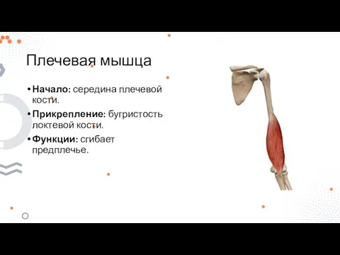 Плечевая мышца Начало: середина плечевой кости. Прикрепление: бугристость локтевой кости. Функции: сгибает предплечье.